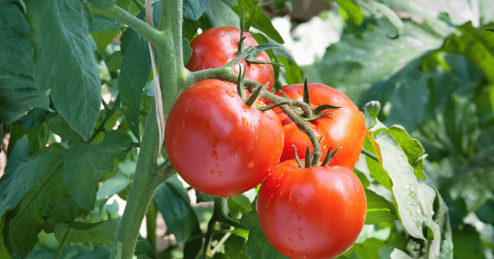 토마토효능부작용