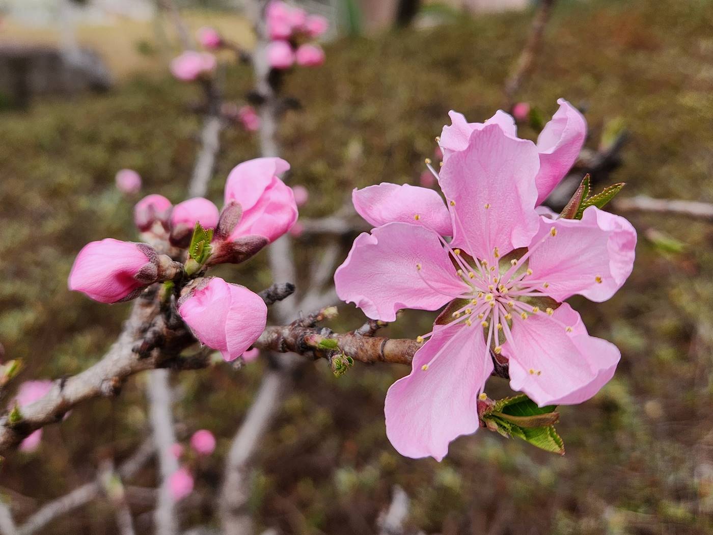 복사나무(복숭아나무)