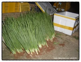 텃밭 부추 쪽파 재배 다년생 관리 수확주기 웃거름 월동_10
