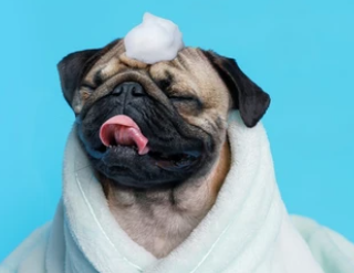 강아지 샴푸 추천