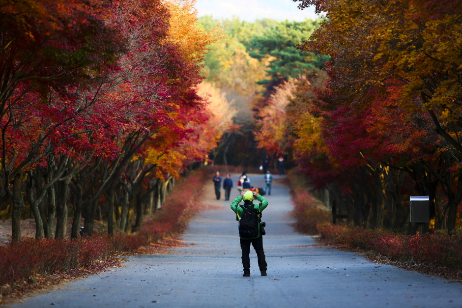 독립기념관 단풍 나무숲길