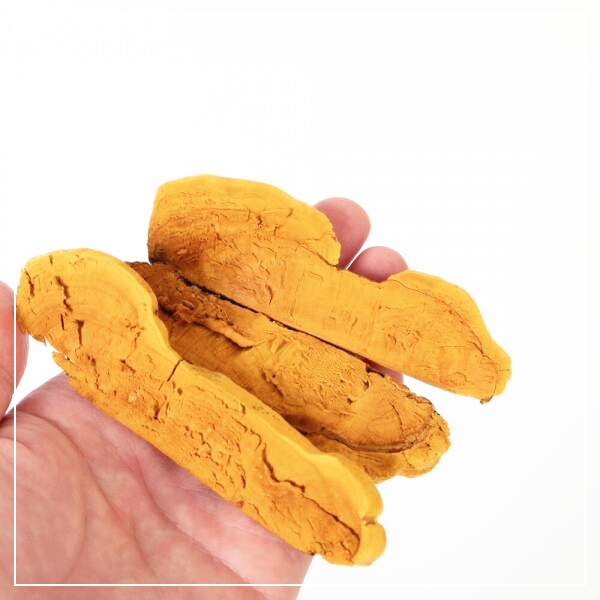 상황버섯-효능