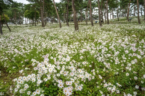 정읍_구절초_축제