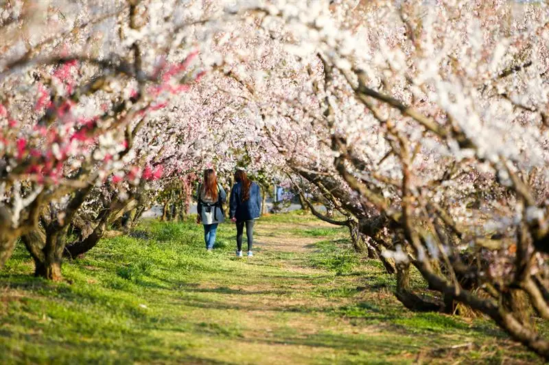 해남 보해매실농원