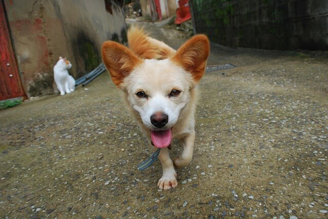 반려동물 질병의 종류 &mdash; 미리 알아두면 지킬 수 있는 건강