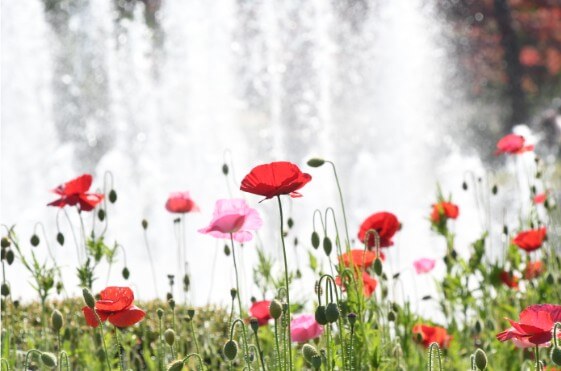 2025 함평 나비 축제 일정부터 주차·입장료까지! 꿀팁 총정리