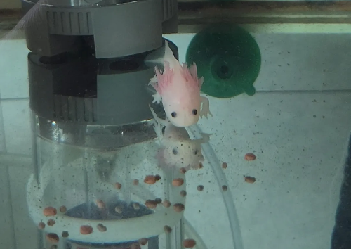 귀여운 우파루파