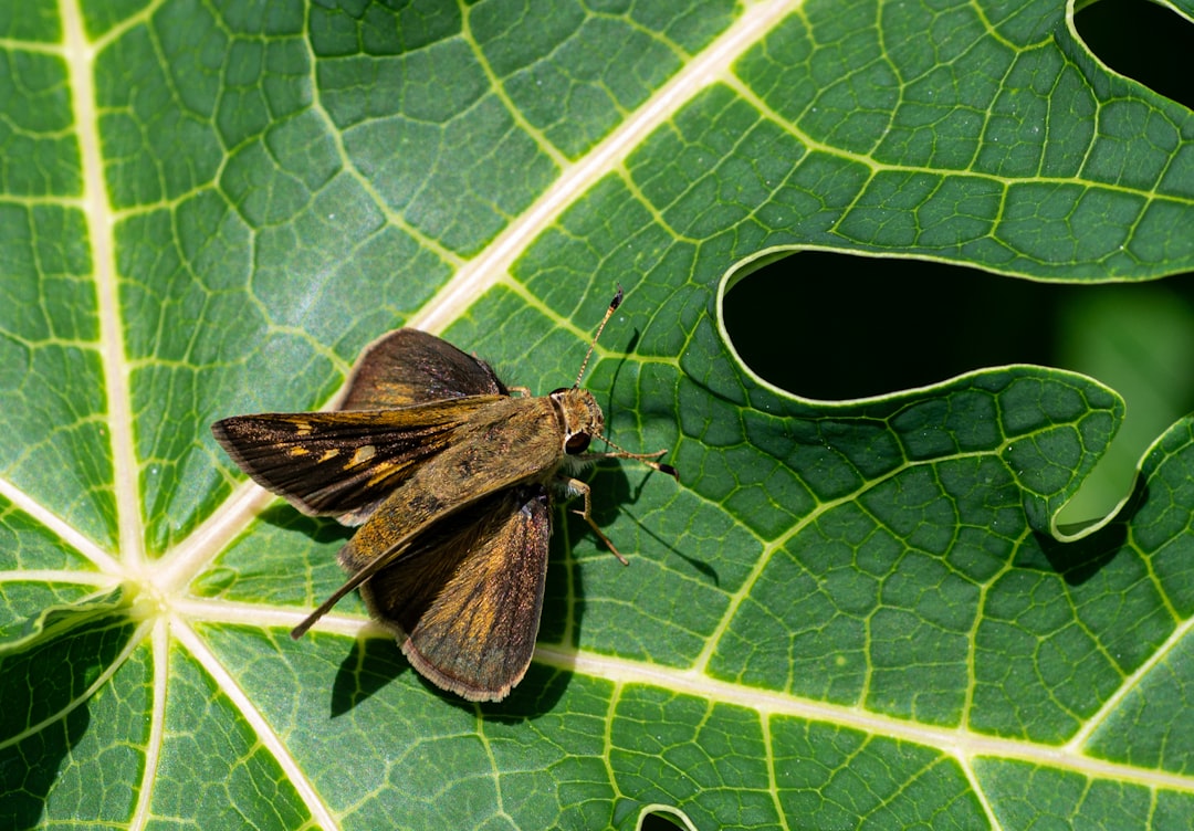Identification