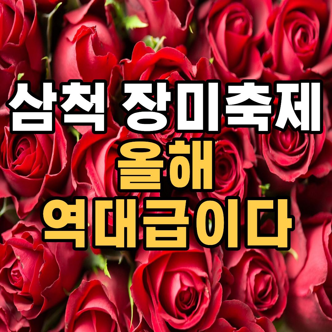 삼척 장미축제 일정 입장료 주차장 맛집 총정리