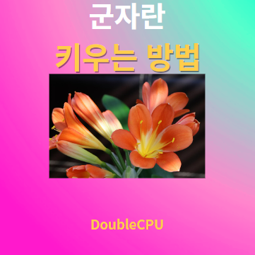 군자란 키우기 물주기