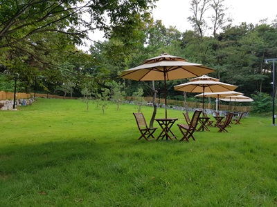 피터펫츠 애견카페의 잔디를 찍은 사진