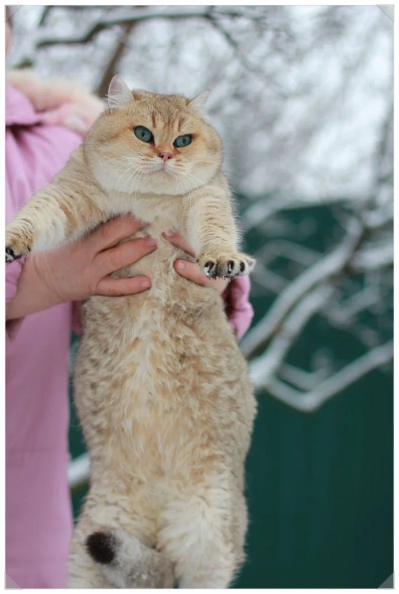 브리티쉬숏헤어 고양이 실버 유전병 분양 가격 성격_7