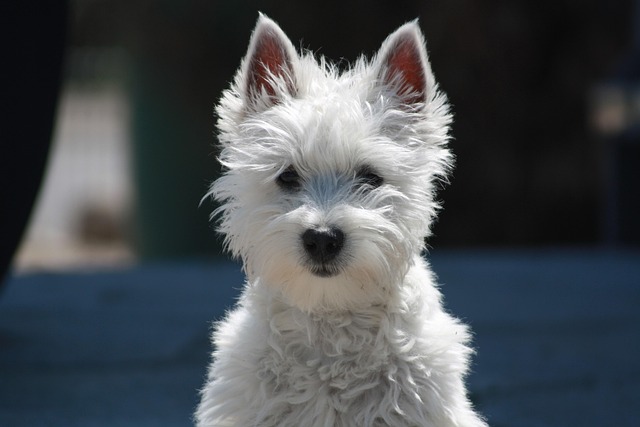 총명하고 장난기 넘치는 웨스트 하이랜드 화이트 테리어(West Highland White Terrier)
