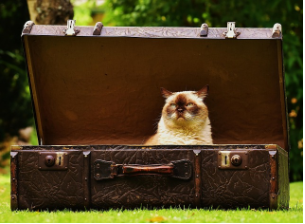 비건 가죽과 자연 가죽의 차이점 및 트렌드 분석