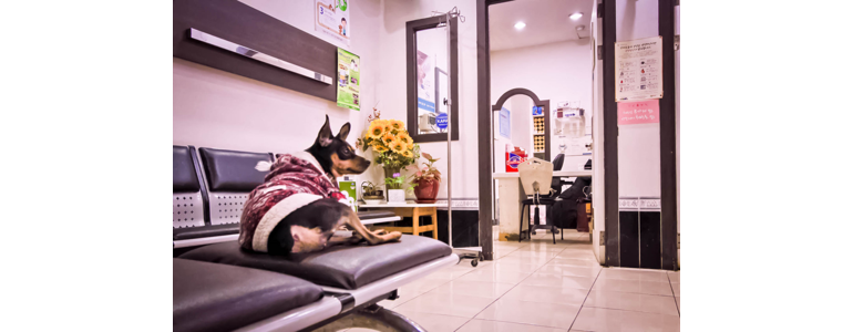 창원 마산회원구 동물병원