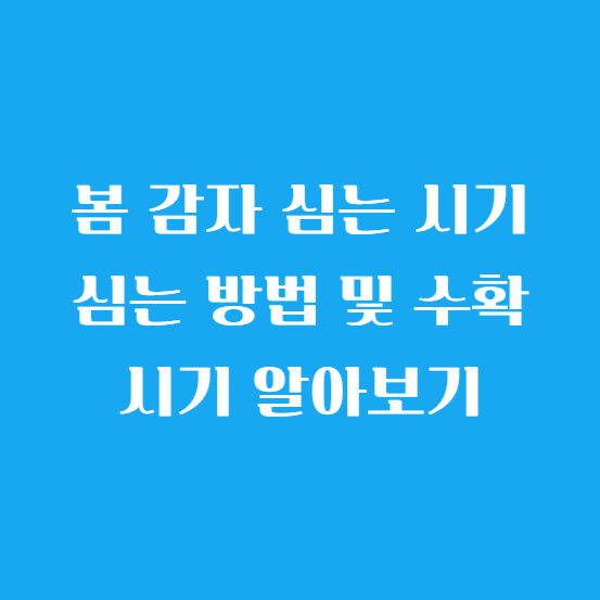 봄 감자 심는 시기 십는 방법 (재배 법) 및 수확 시기 알아보기