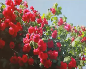 중랑 서울 장미축제_20