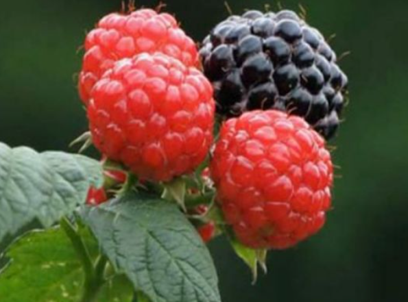 2024 제21회 고창 복분자와 수박축제 일정 장소 수박요리 체험