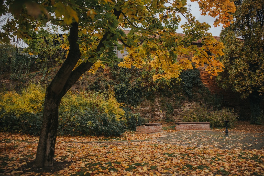 Autumn.