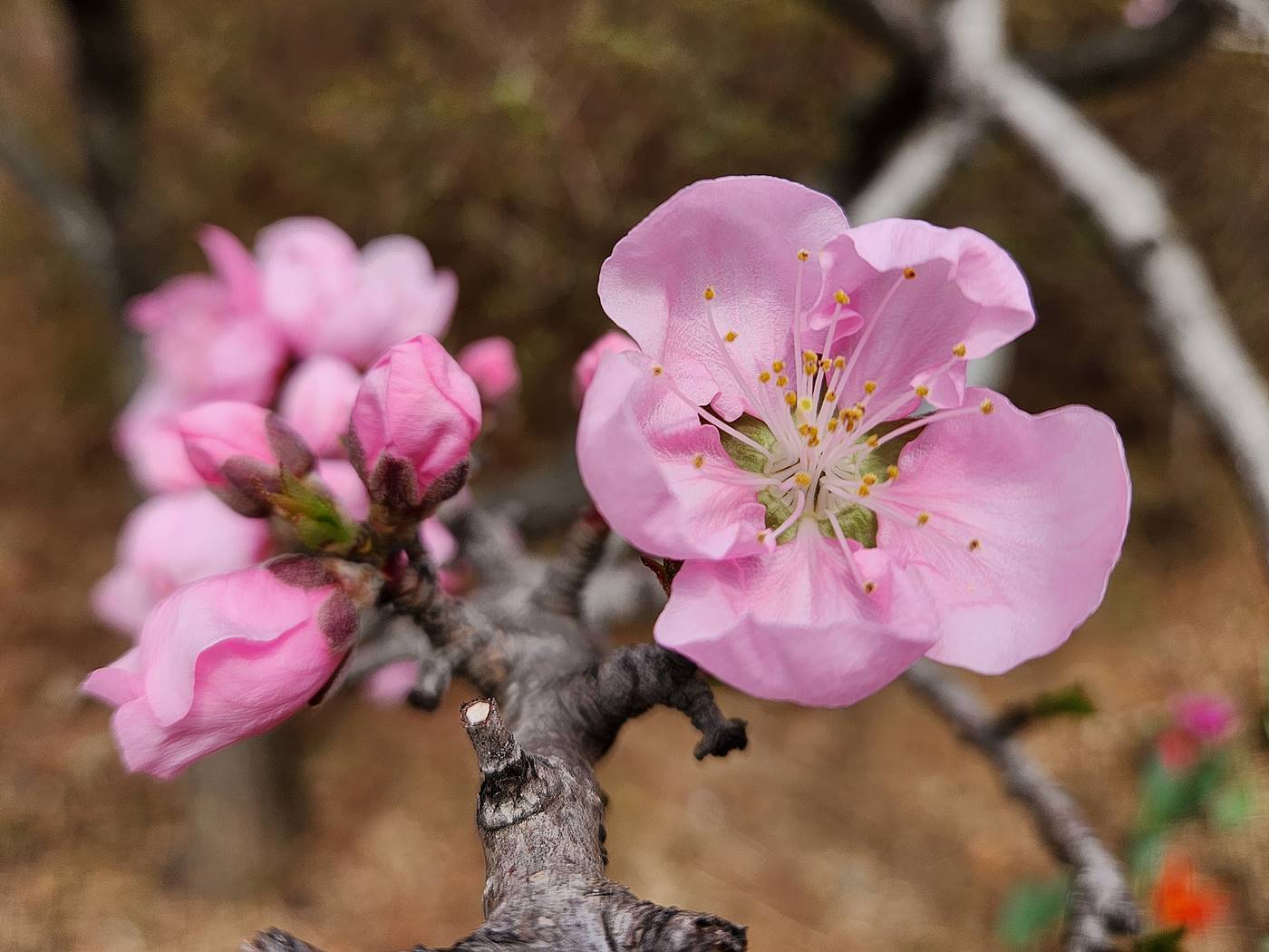 복사나무(복숭아나무)