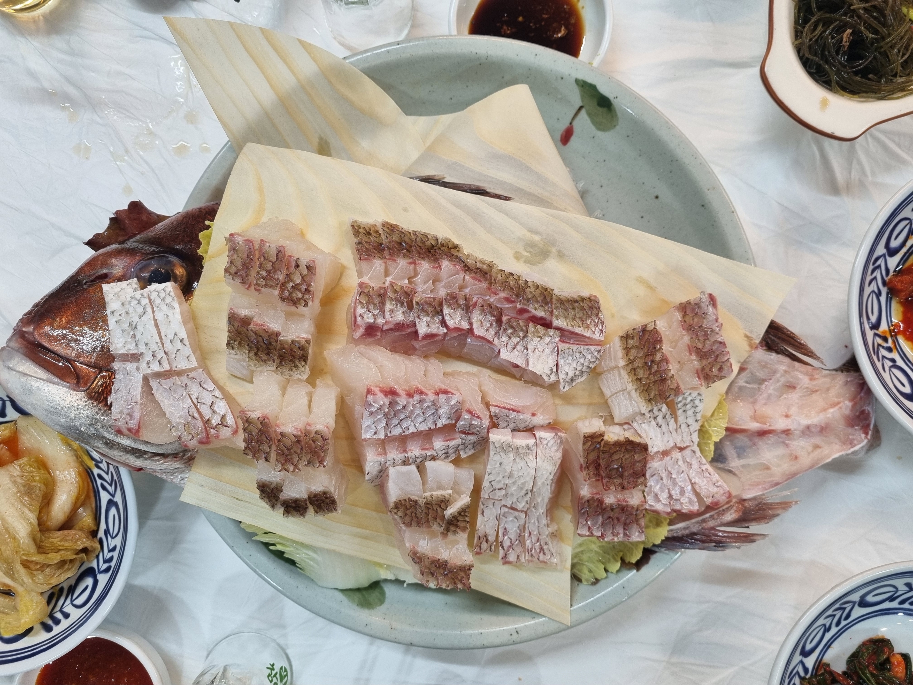 창현수산 참돔 유비끼의 자태