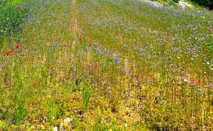 함안 악양생태공원 양귀비꽃밭