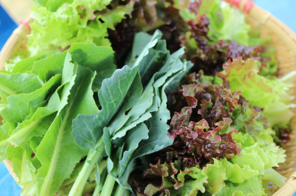 상추 수확 시기와 수확 방법