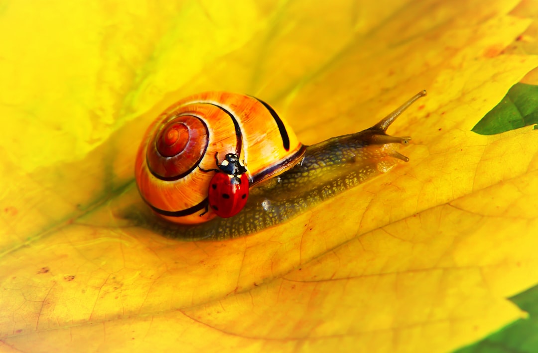 snail