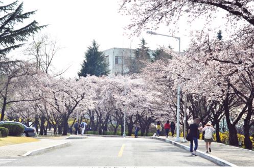 경산 벚꽃