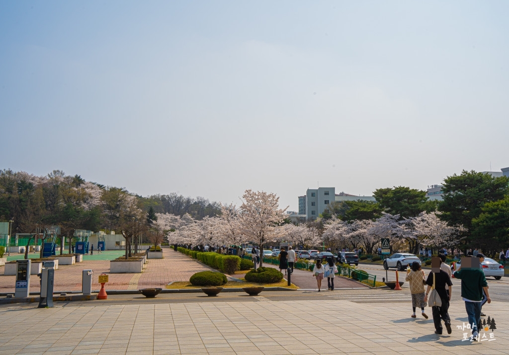 경희대 국제 캠퍼스 벚꽃 나들이
