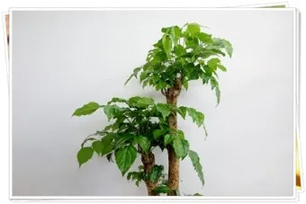 녹보수 물주기 광량관리 환기요령 비료주기 침실 거실 추천_8