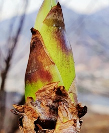 참두릅