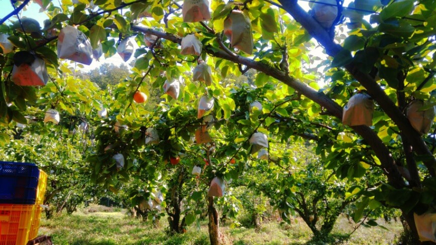오늘N 수상한 가족 경기도 남양주 국내산 착즙 배즙 도담농원 주문방법 오늘N 2499회 지은정농부
