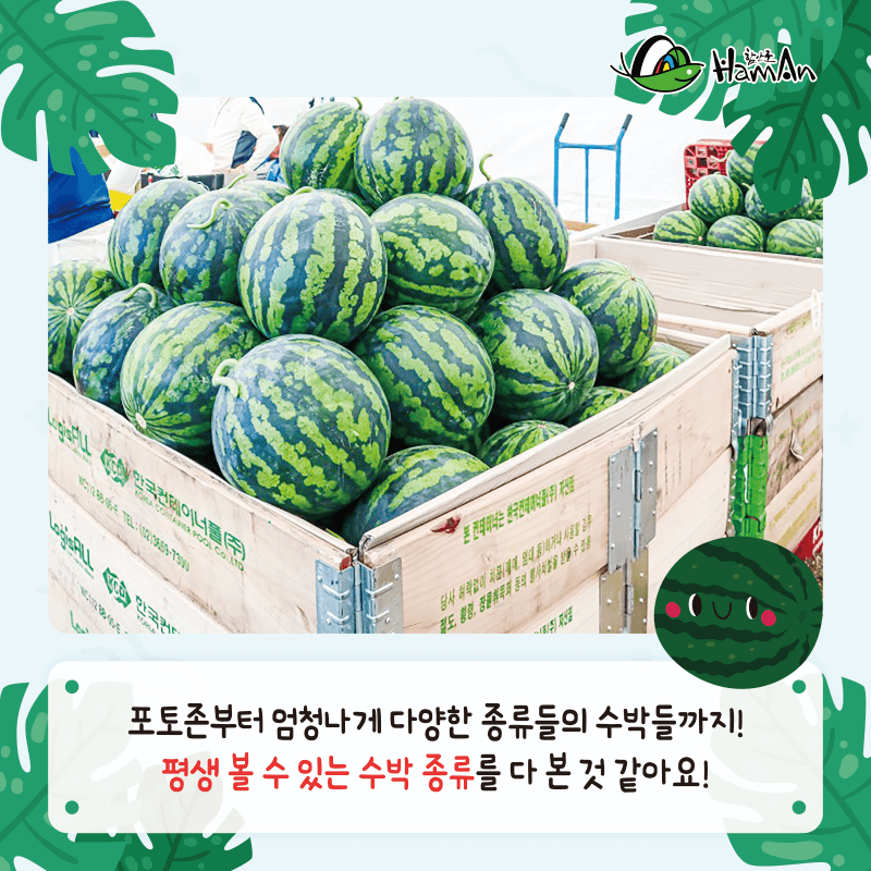 2025 함안 수박 축제 일정 프로그램 장소