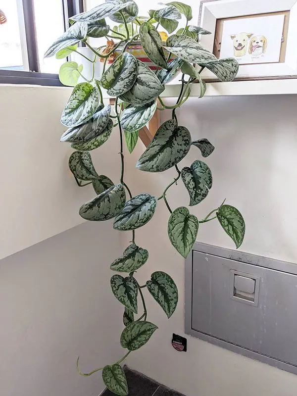 공기정화식물