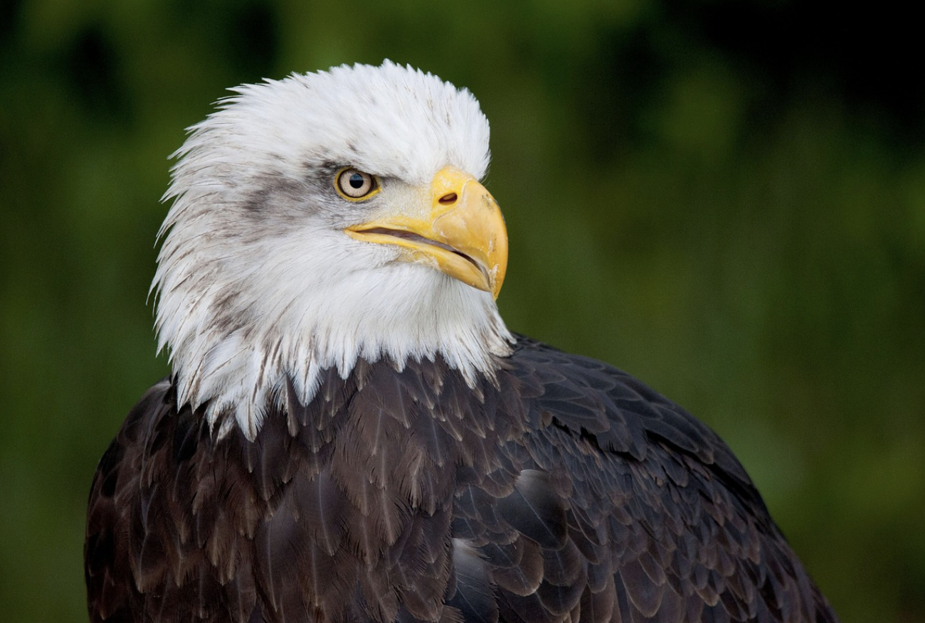 미국의 국조 독수리