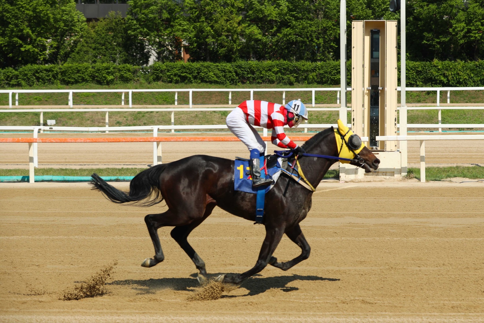 스포츠조선배 우승마 용암세상의 결승선 통과 장면