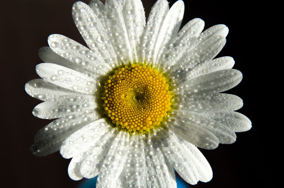 A vibrant close-up of a white daisy flower with dew drops on petals against a dark background.