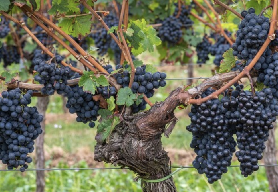 레스트라베롤 &ndash; 비타민 C, E를 잡는 항산화 설명 사진