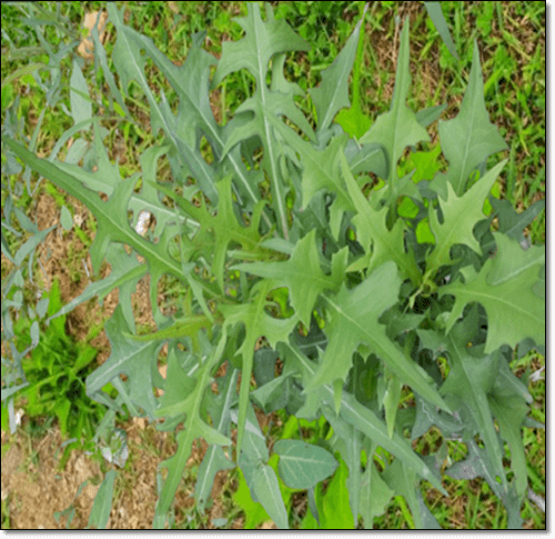 야생 왕고들빼기