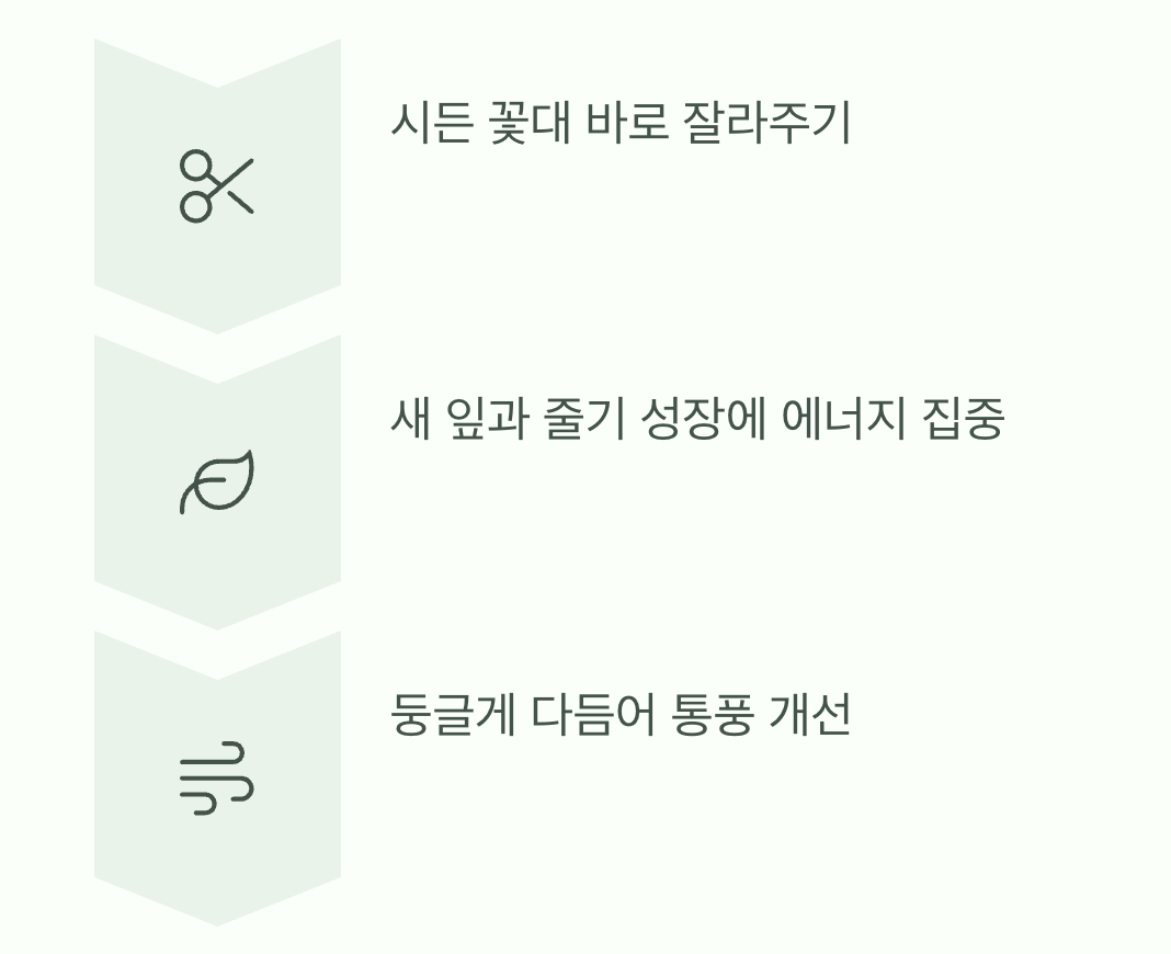 꽃이 진 후 &amp;#39;가지치기&amp;#39;의 중요성