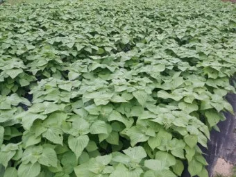 들깨 재배 직파 재배 병충해 관리 질소 과다 주의_29