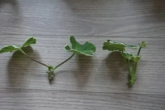 물꽂이 삽목 성공률높이기 깨끗한물 교체주기 빛관리 요령_13