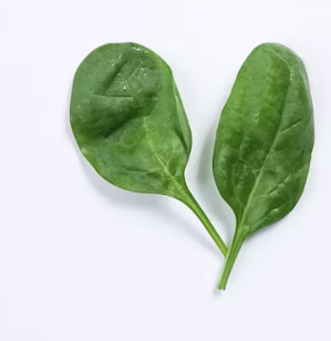 시금치 효능 부작용 고르는법 칼로리