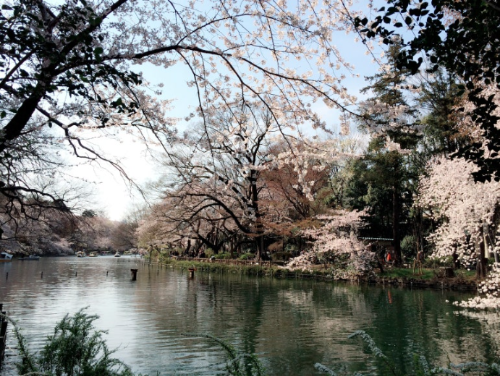 이노카시라온시공원