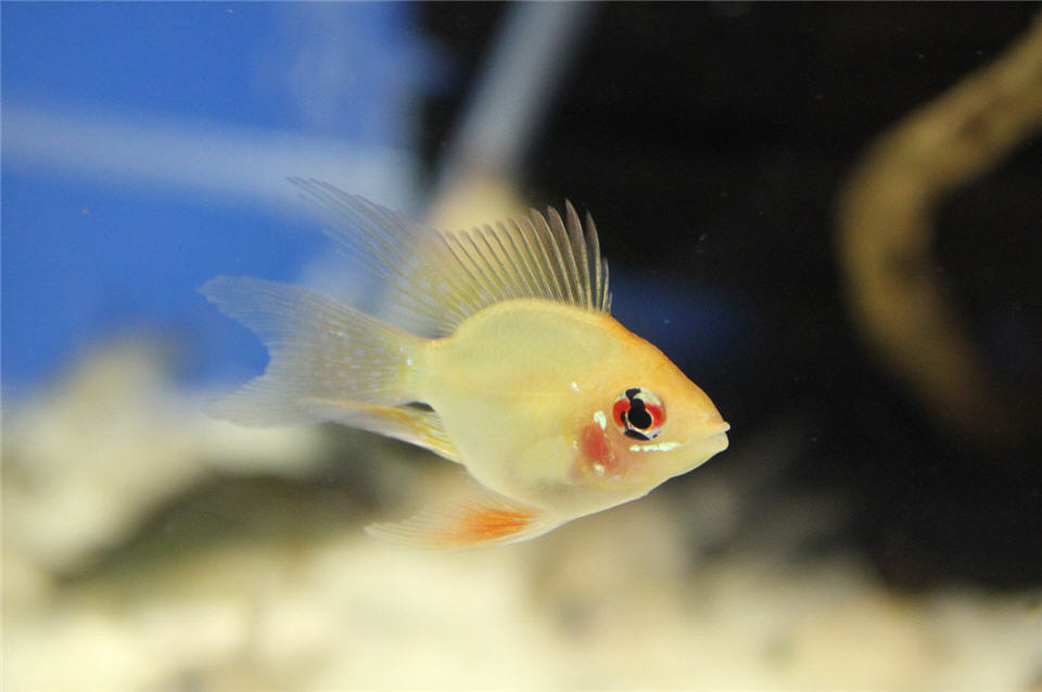 골든볼 라미레지