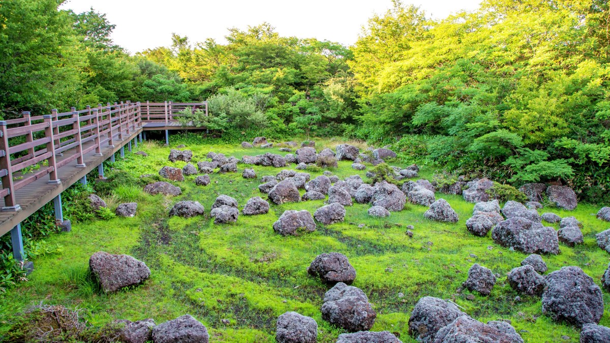 해발 1,100m에 차로 올라가는 람사르 습지 제주 1100고지