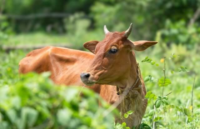 2026년 월별 띠 운세 총정리|1월부터 12월까지 한눈에 보기