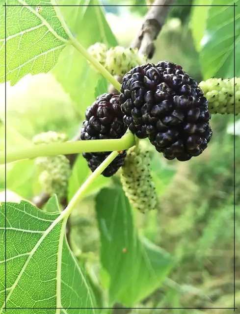 오디-수확-시기