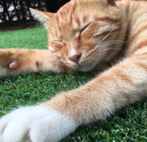 고양이가 싫어하는 냄새